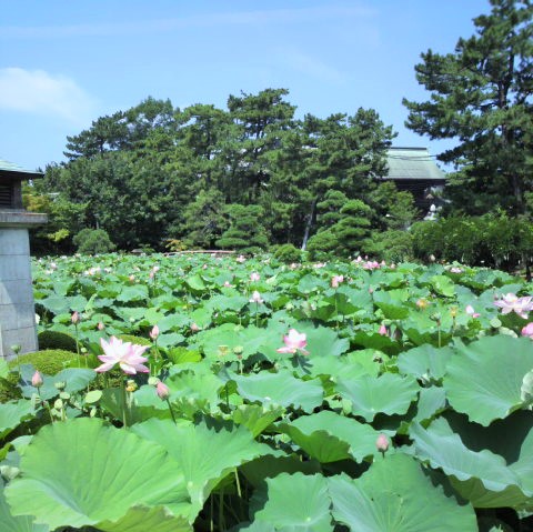 新潟「白山神社」にある蓮の花
